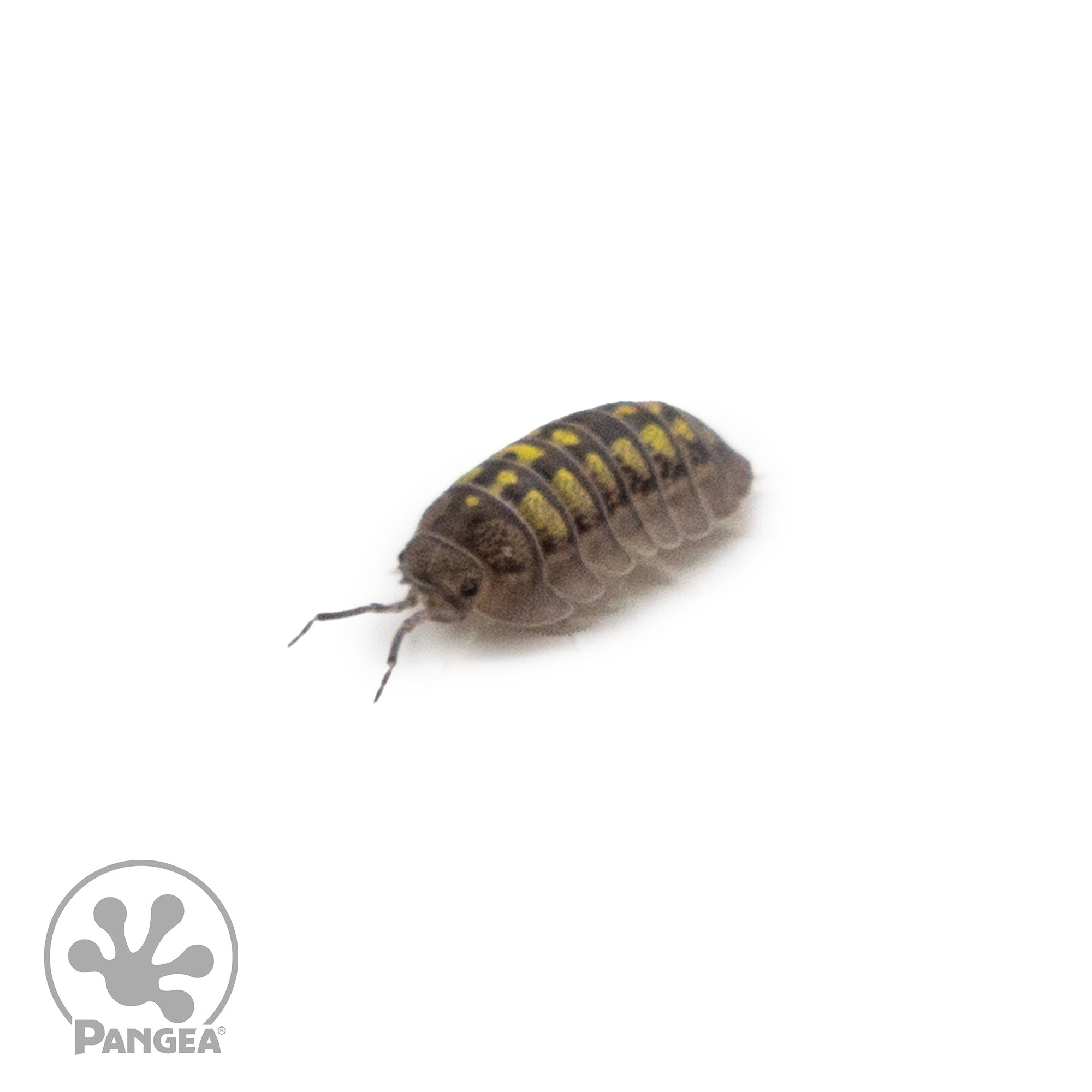 Armadillidium granulatum 'Granulated' Isopods