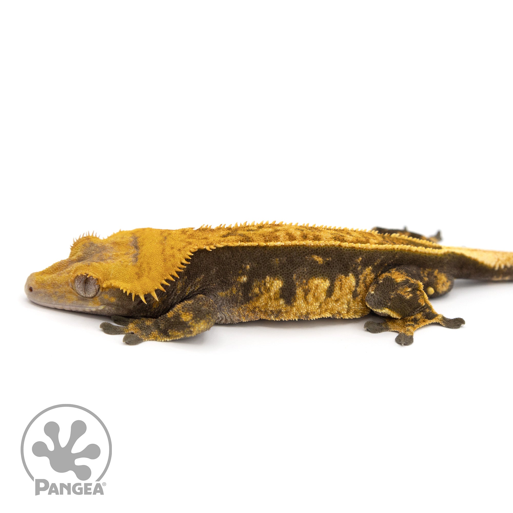 Male Halloween Pinstripe Crested Gecko Cr-1227 facing left