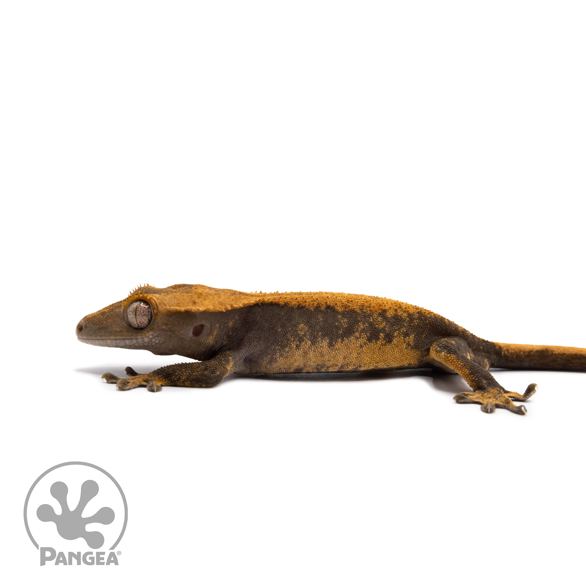 Juvenile Pixel Crested Gecko Cr-10045 facing left