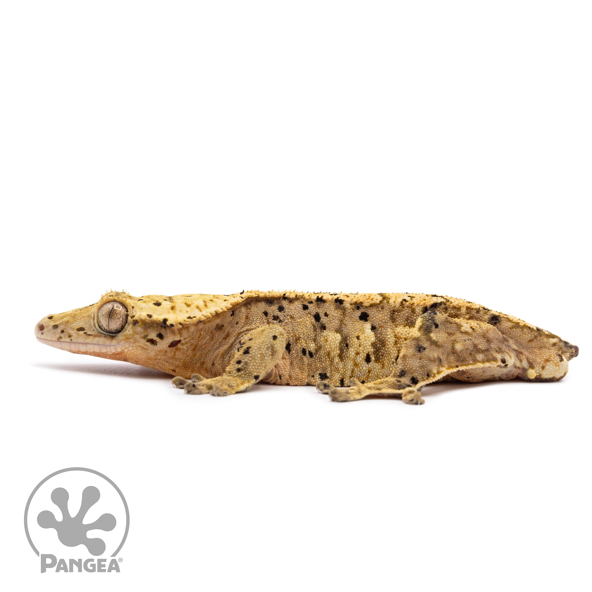Male Harlequin Super Dalmatian Crested Gecko Cr-1048 facing left