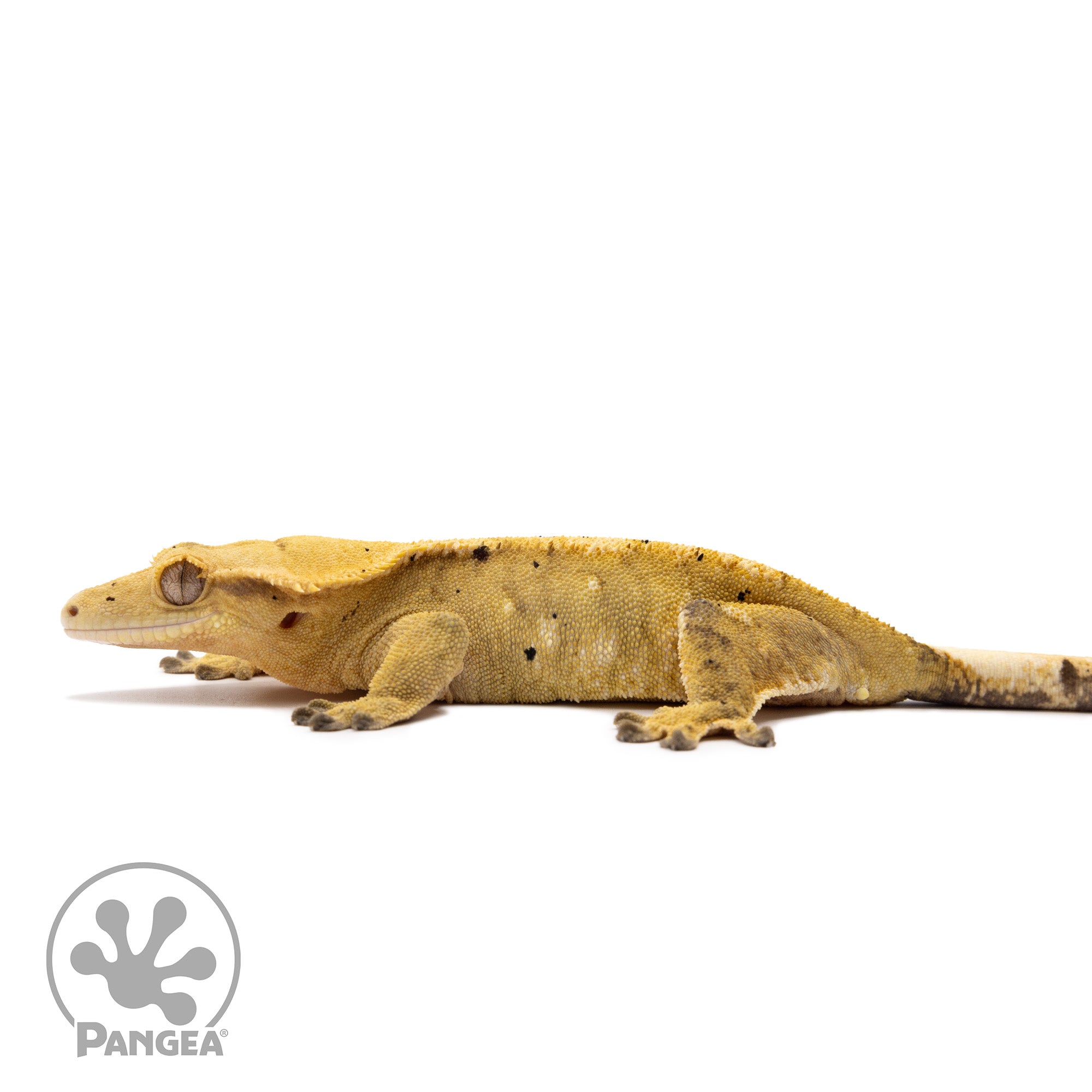 Female Dalmatian Crested Gecko Cr-1388 facing left