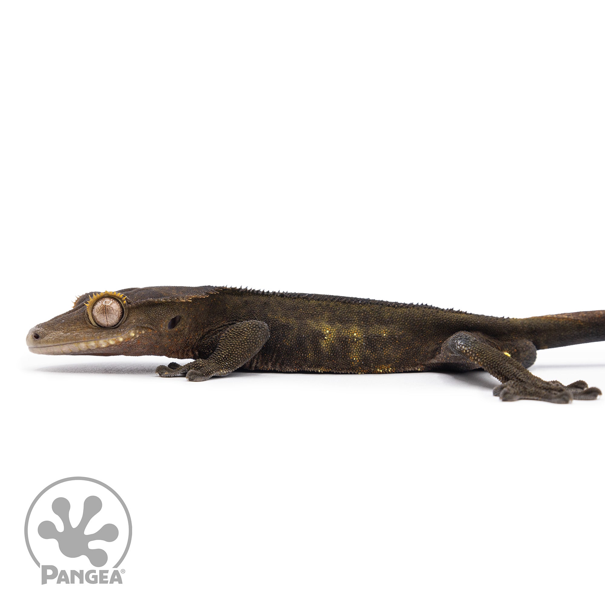 Male Black Phantom Crested Gecko Cr-2483 facing left