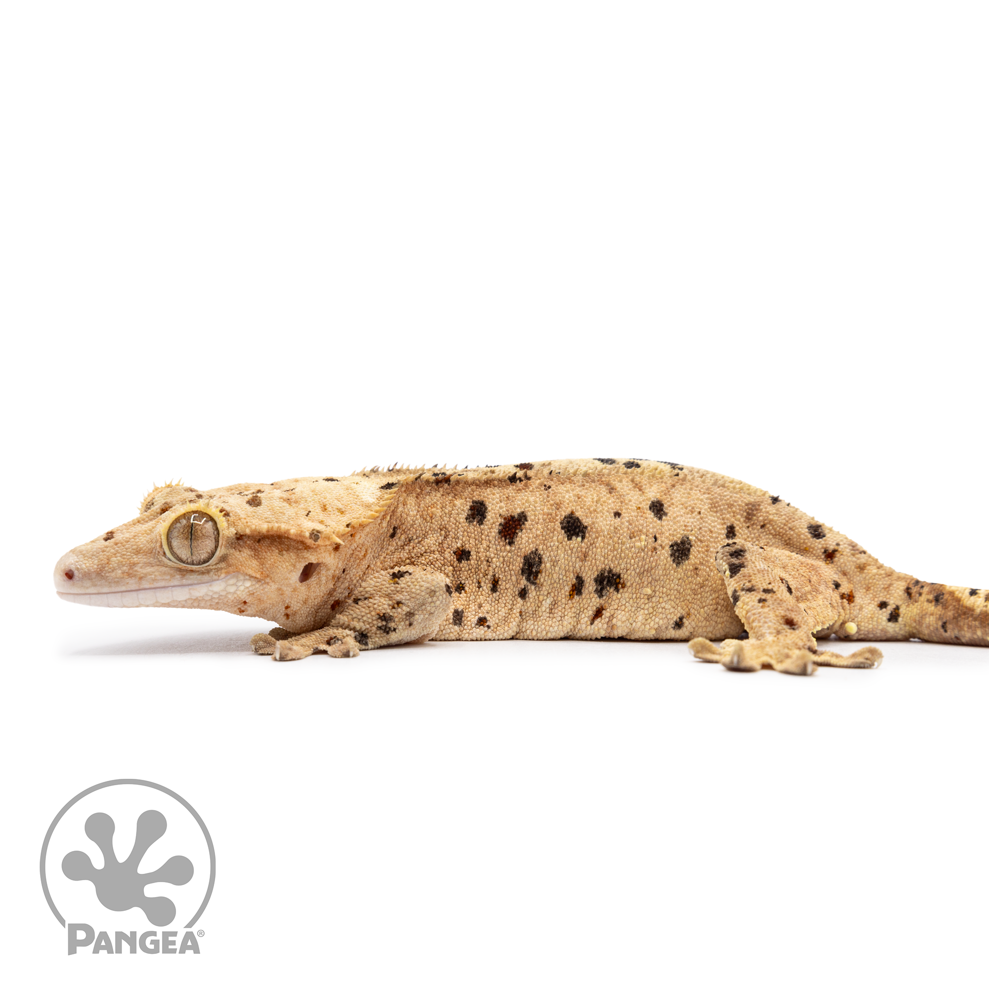 Female Ink Blot Crested Gecko Cr-2498 facing left