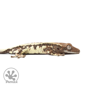 Juvenile Frappuccino Crested Gecko Cr-2499 facing right
