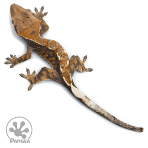 Juvenile Cappuccino Crested Gecko Cr-2500 from above