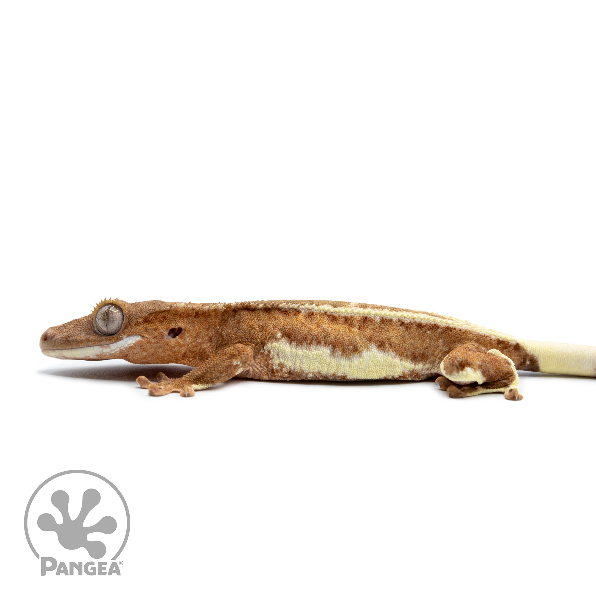 Juvenile Frappuccino Crested Gecko Cr-2502 facing left