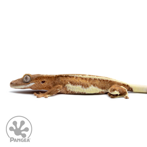 Juvenile Frappuccino Crested Gecko Cr-2502 facing left