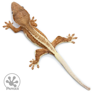 Juvenile Frappuccino Crested Gecko Cr-2502 from above