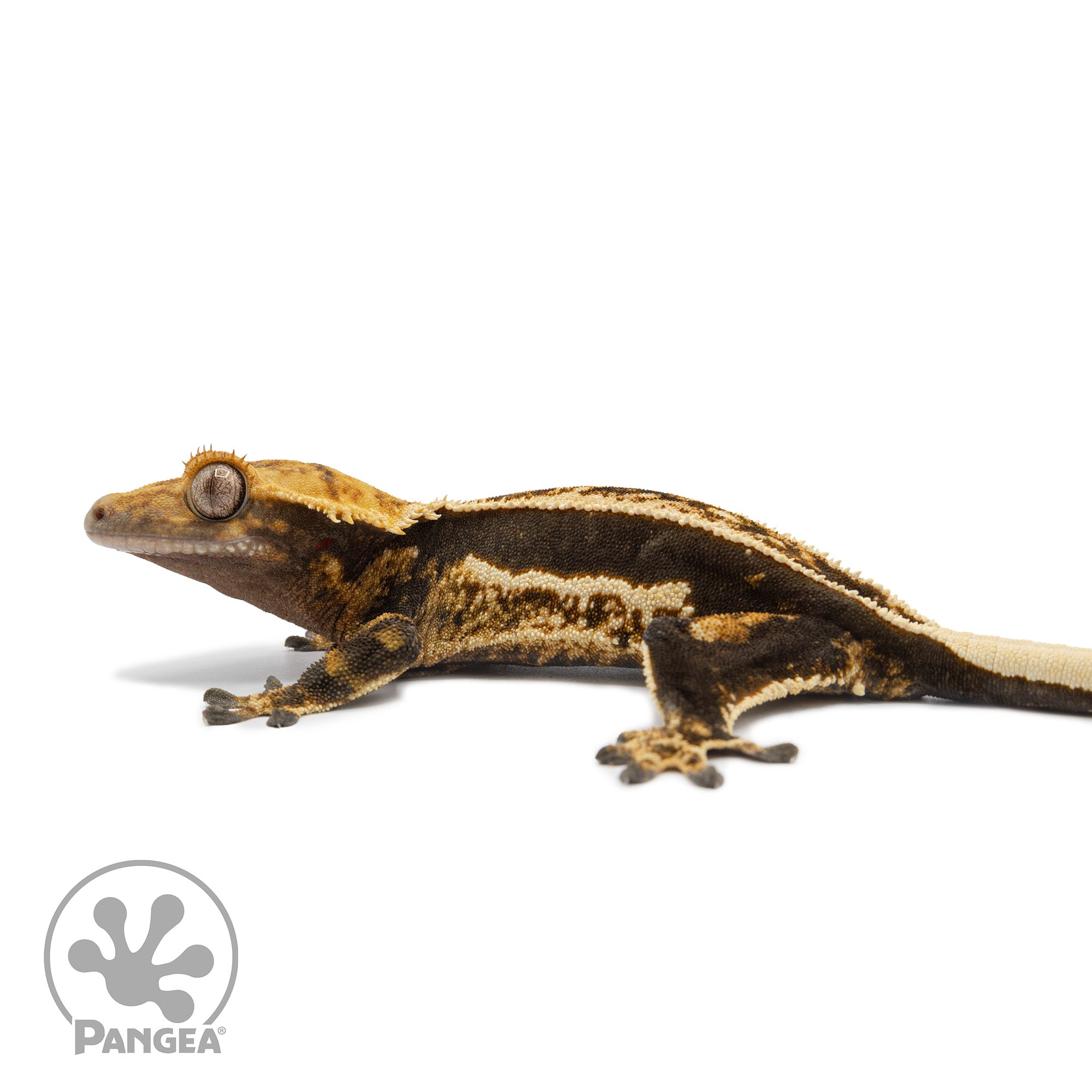 Female Tricolor Quadstripe Crested Gecko Cr-2563 facing left