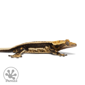 Female Tricolor Quadstripe Crested Gecko Cr-2563 facing right