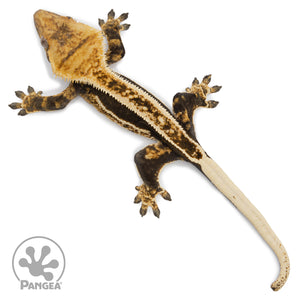 Female Tricolor Quadstripe Crested Gecko Cr-2563 from above