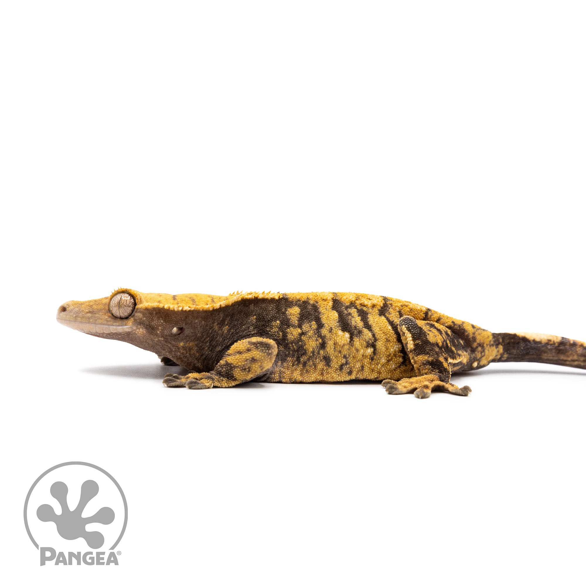 Female XXX Crested Gecko Cr-2596 facing left