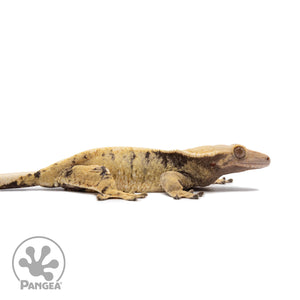 Female XXX Crested Gecko Cr-2635 facing right