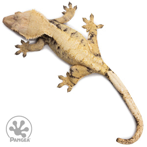 Female XXX Crested Gecko Cr-2635 from above