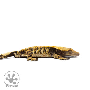 Male Tricolor XXX Crested Gecko Cr-2712 facing right