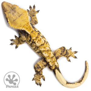 Male Tricolor XXX Crested Gecko Cr-2712 from above