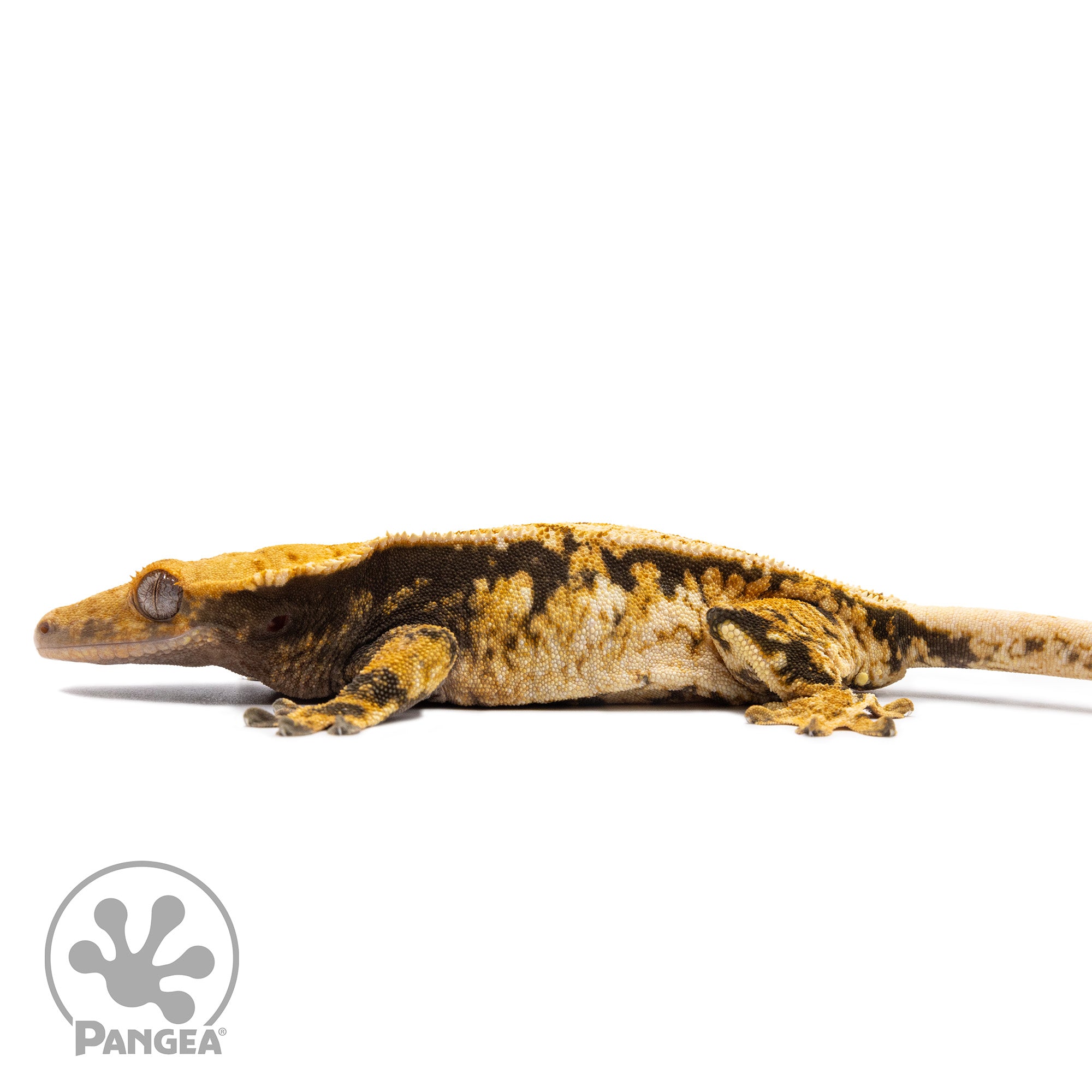 Female Tricolor Extreme Harlequin Crested Gecko Cr-2771 facing left