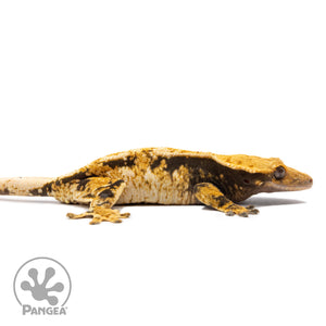 Female Tricolor Extreme Harlequin Crested Gecko Cr-2771 facing right