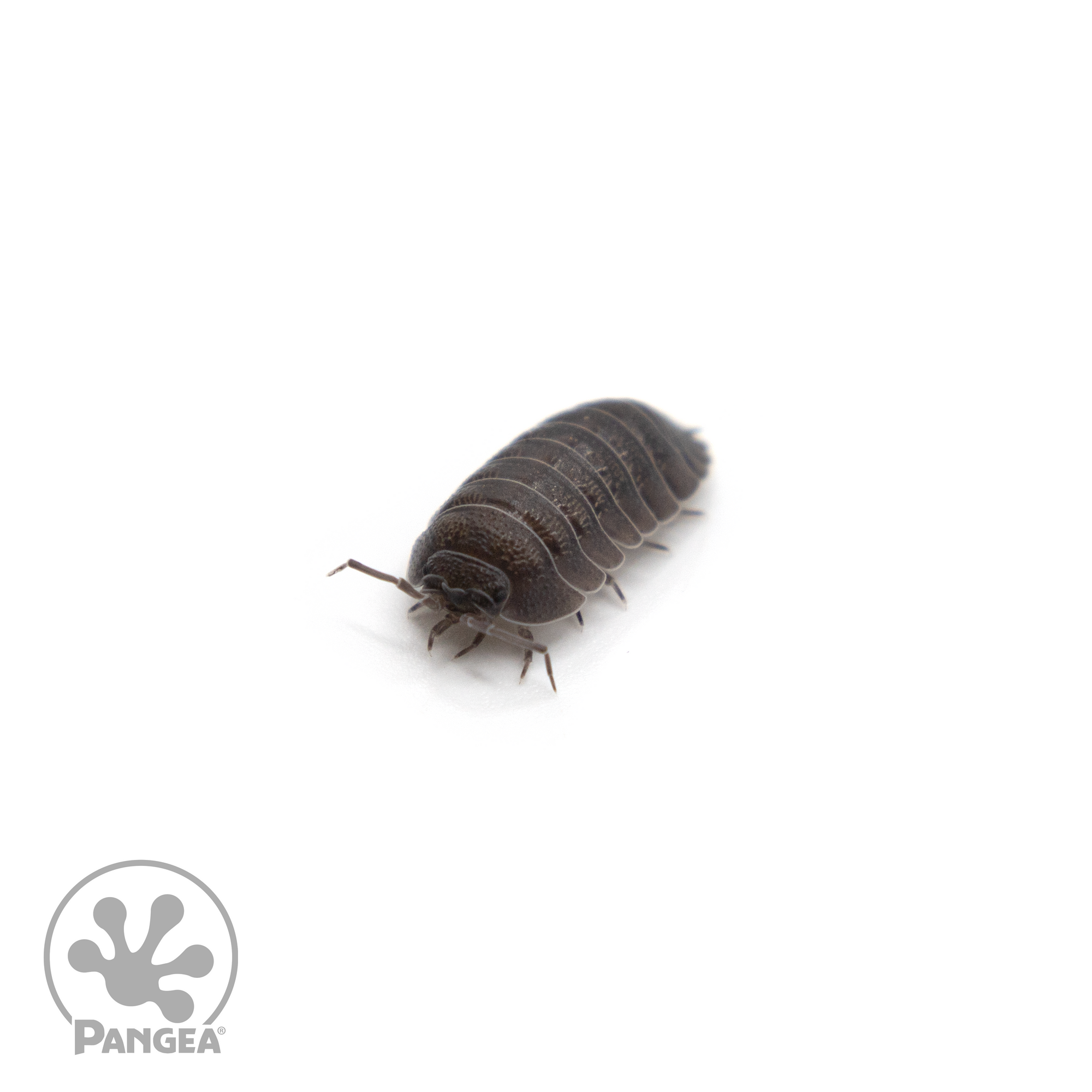 Armadillidium c.f. Frontisotre ‘Croatian Giants’ Isopods