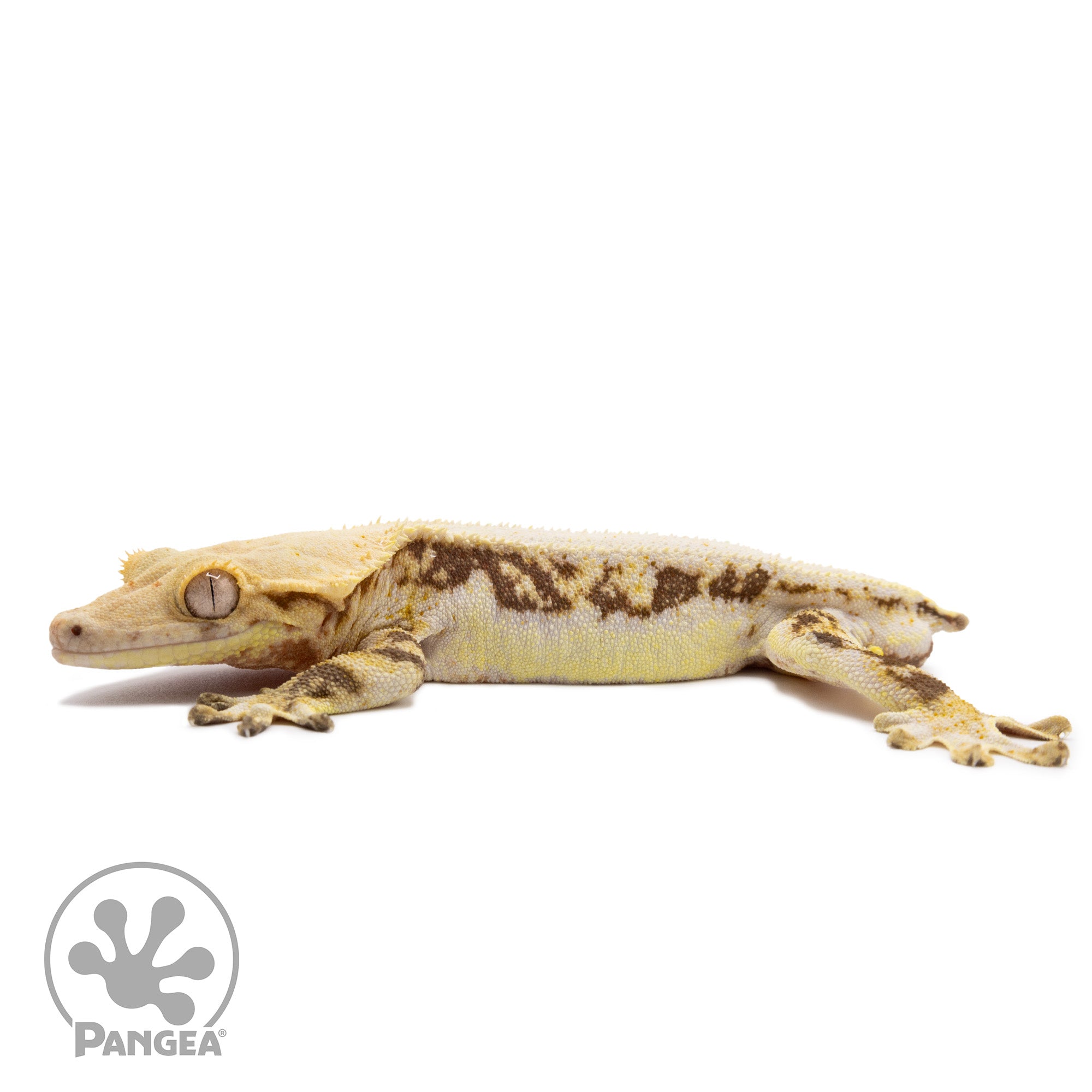 Male Lilly White Crested Gecko GL-0220 facing left