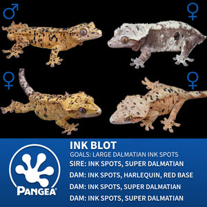 Breeder Graphic