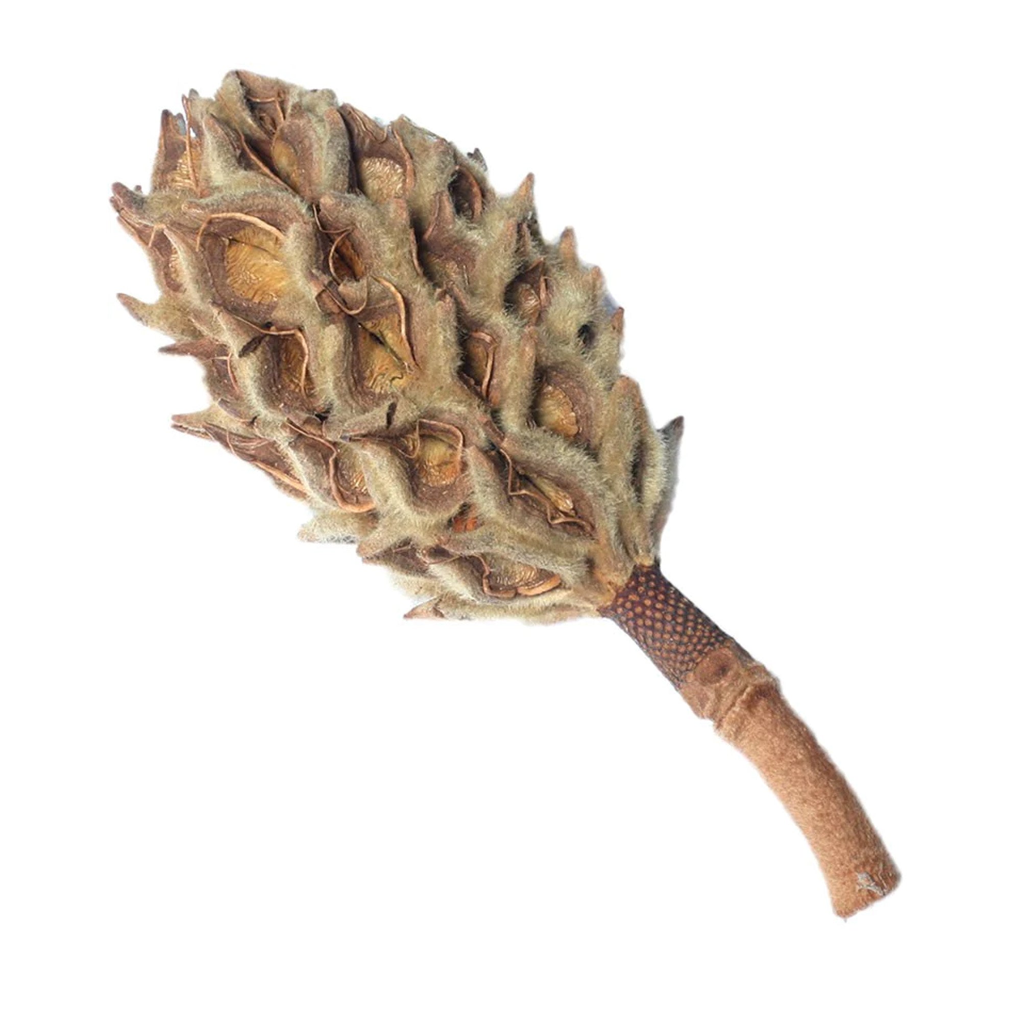 Pangea Magnolia Pod