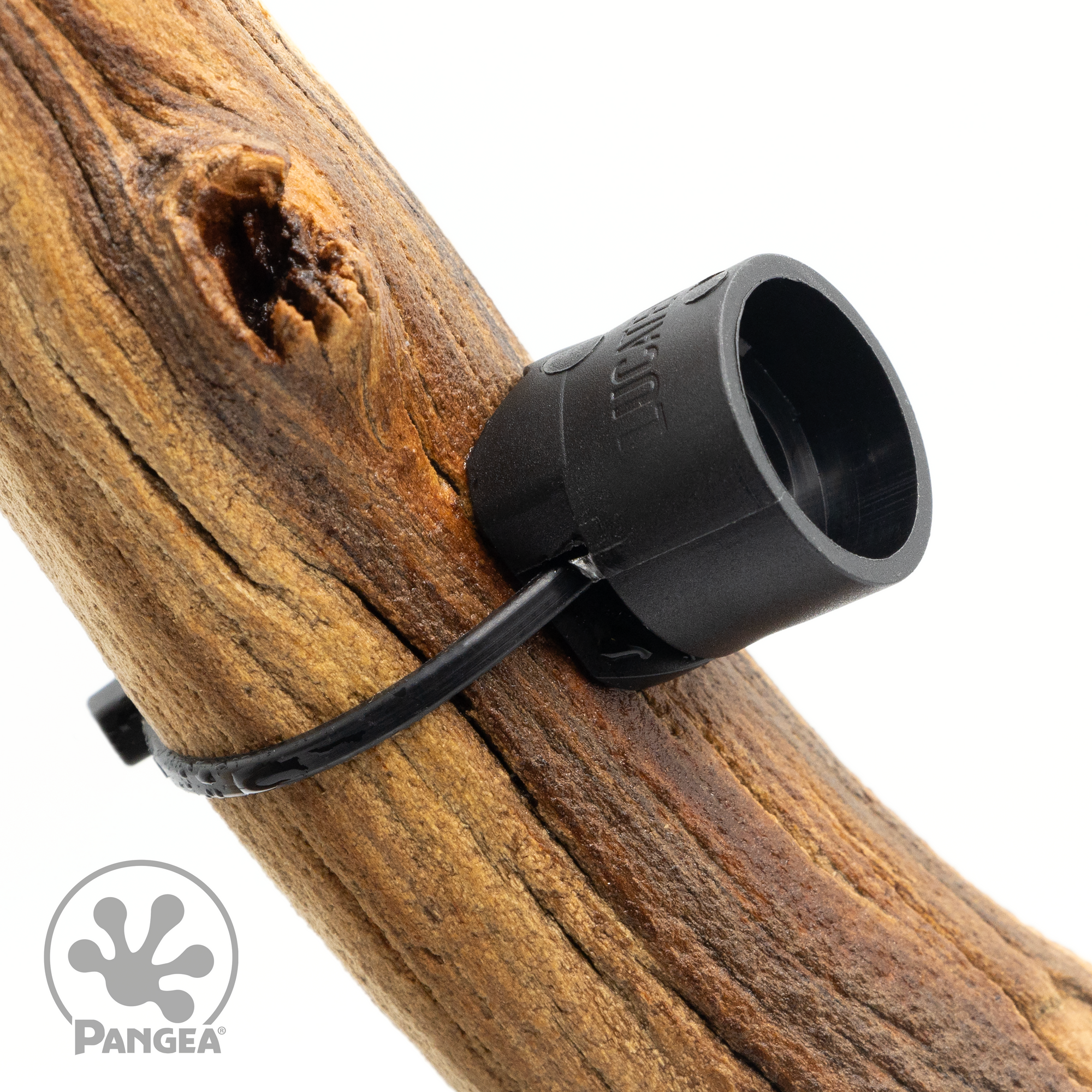 Pangea MicroDish Branch Mount Large - mount attached to branch at an angle.