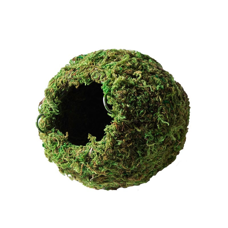 Galápagos Mossy Cave