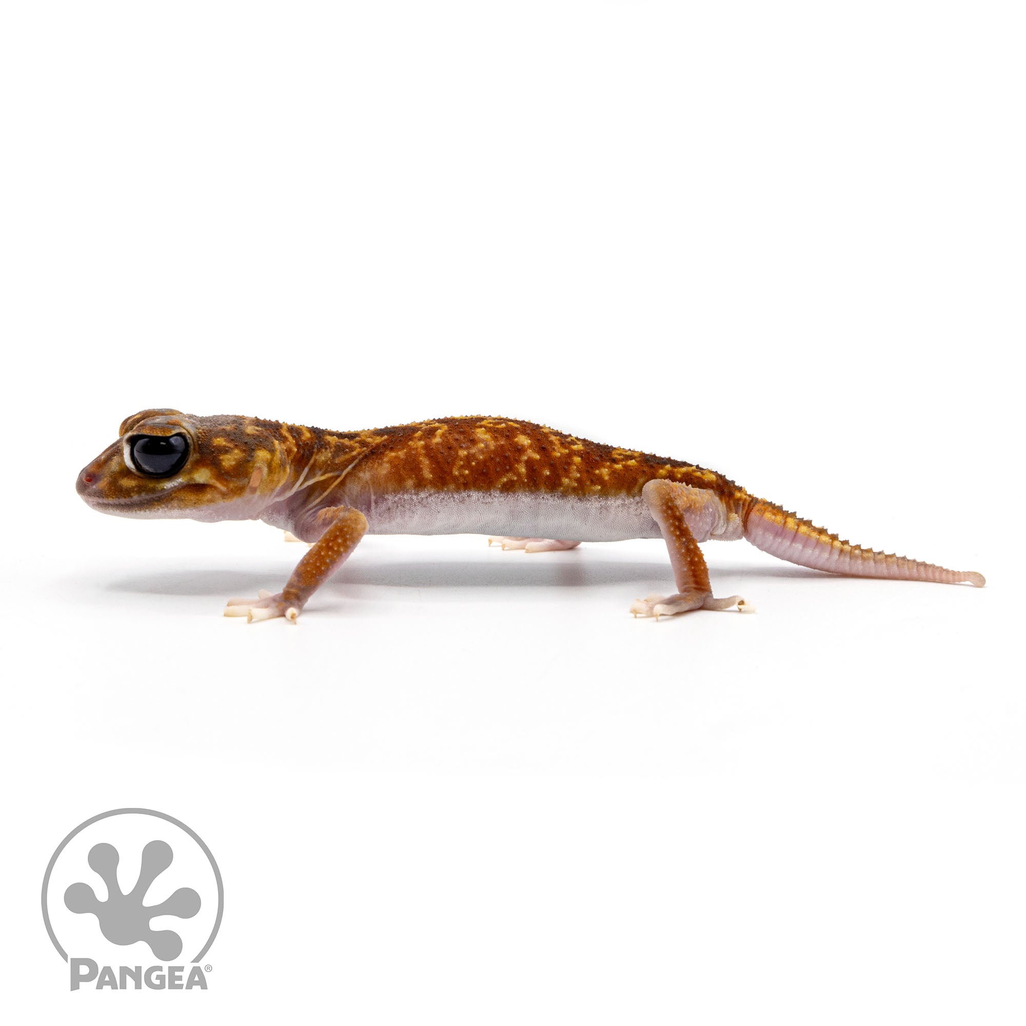 Female Nephurus vertabralis NV-02
