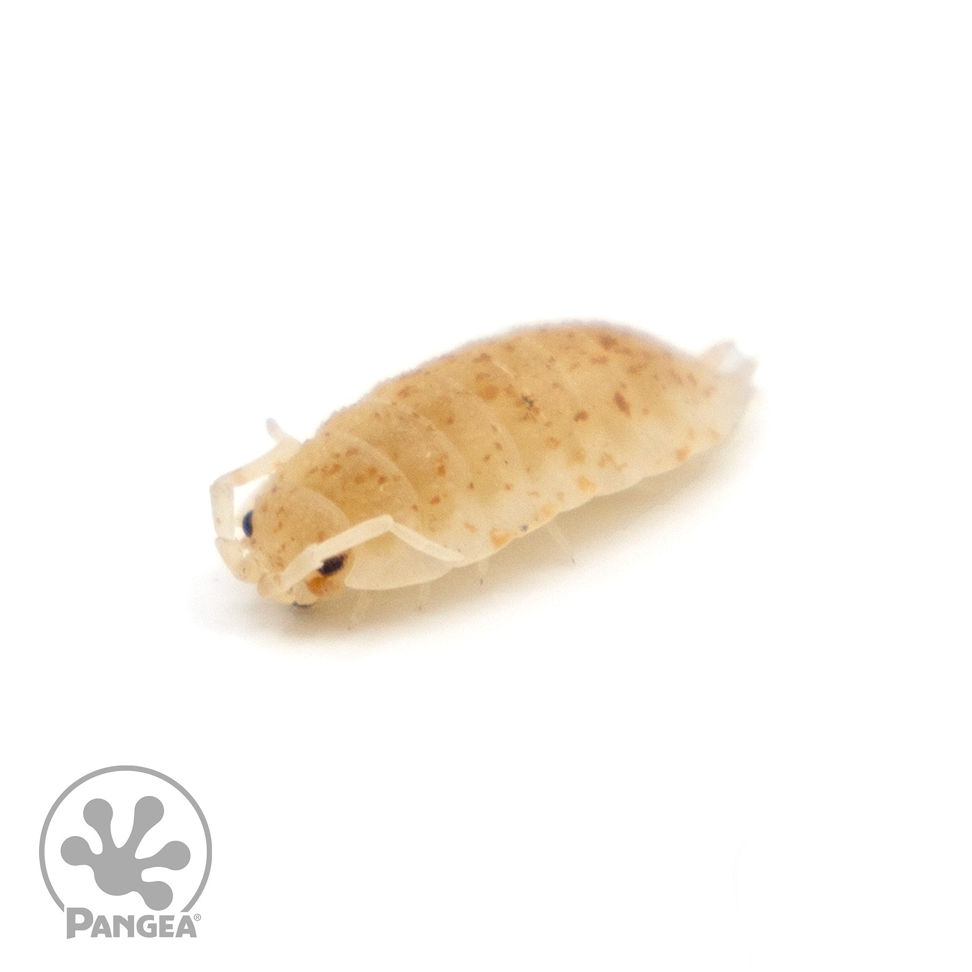 Porcellio scaber 'Orange Dalmatian' Isopods