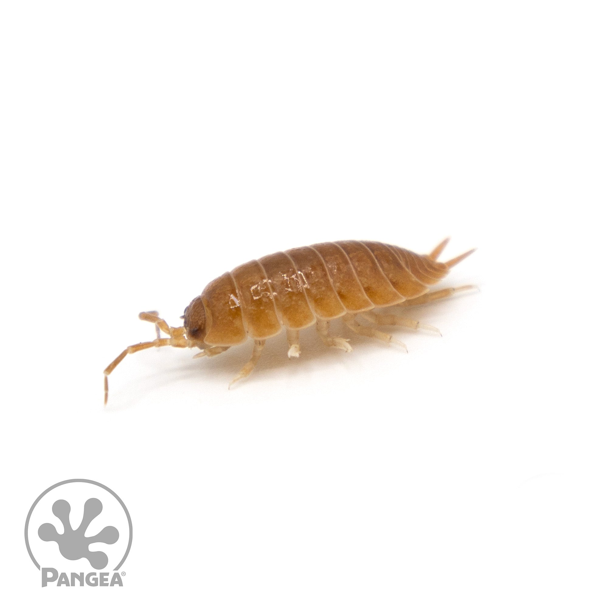 Porcellio scaber 'Orange' Isopods