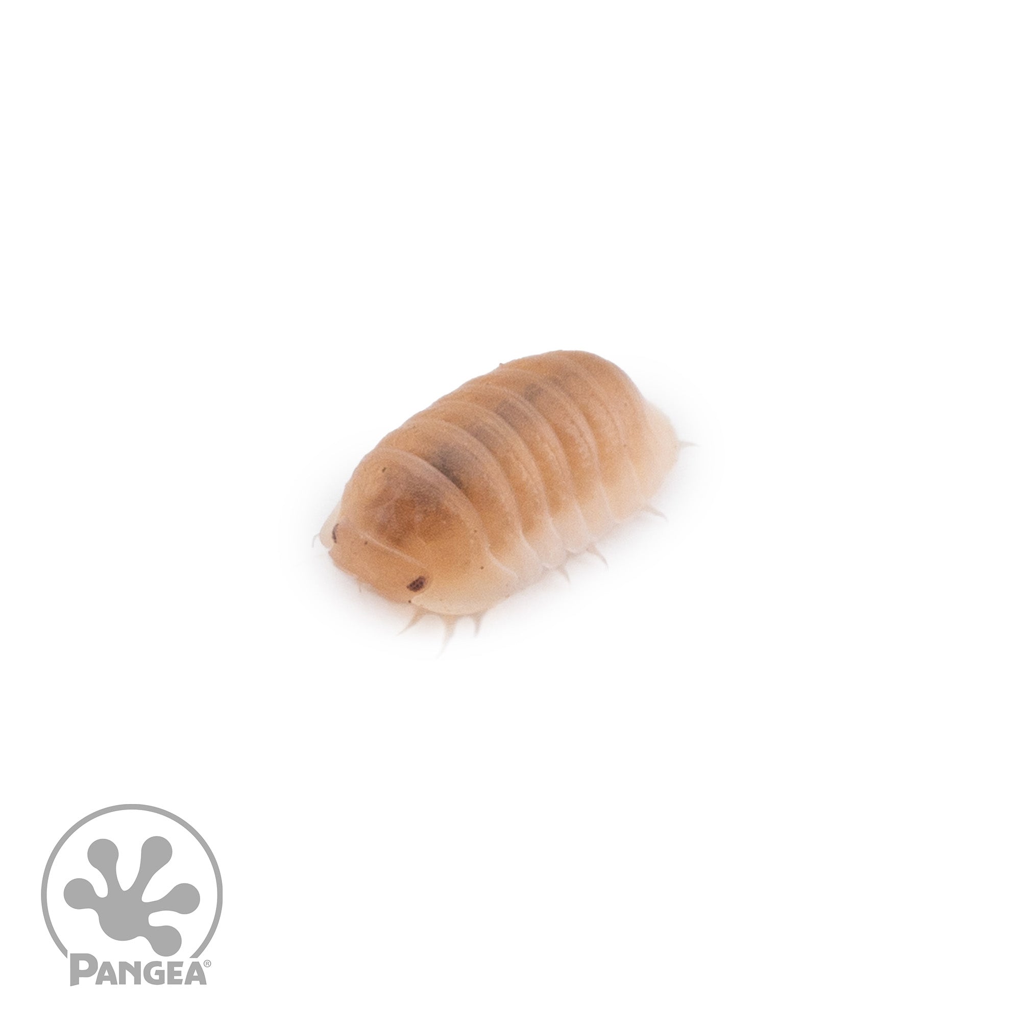 Cubaris murina 'Papaya' Isopods