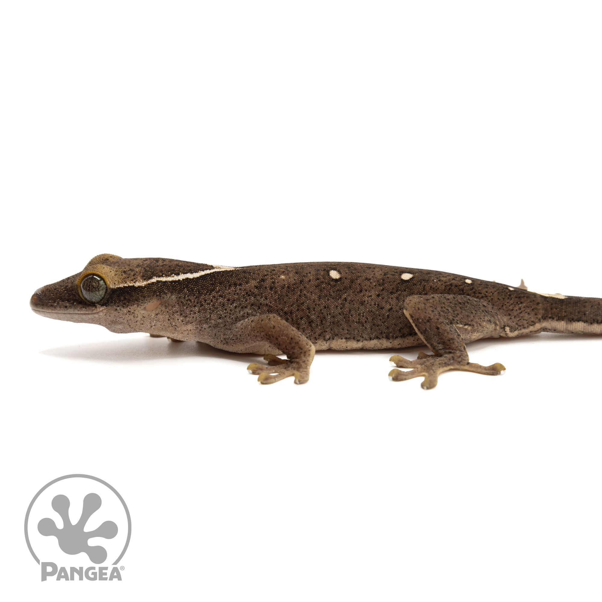 Juvenile 8-Spot Correlophus sarasinorum SA-020