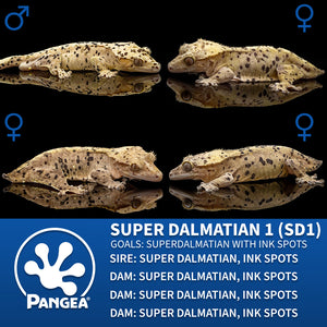 Female Dalmatian Crested Gecko Cr-2232