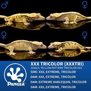 Female Tricolor Extreme Harlequin Crested Gecko Cr-2771 graphic