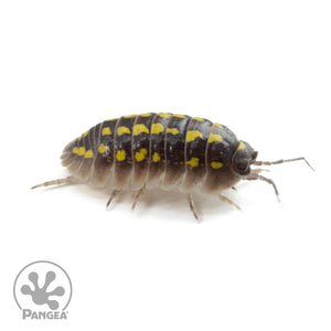 A Armadillidium gestroi isopod facing right
