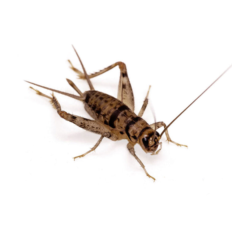 Bulk Crickets - 1000 Count