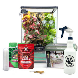 Complete Crested Gecko Kit with Free Gecko!