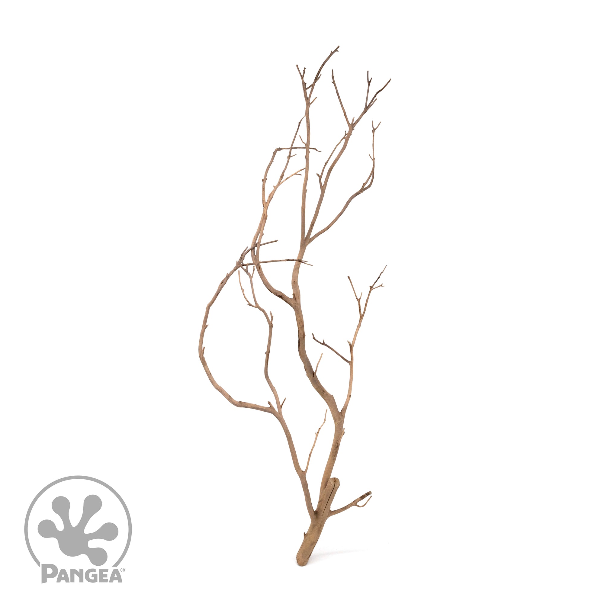 Pangea Manzanita Branch