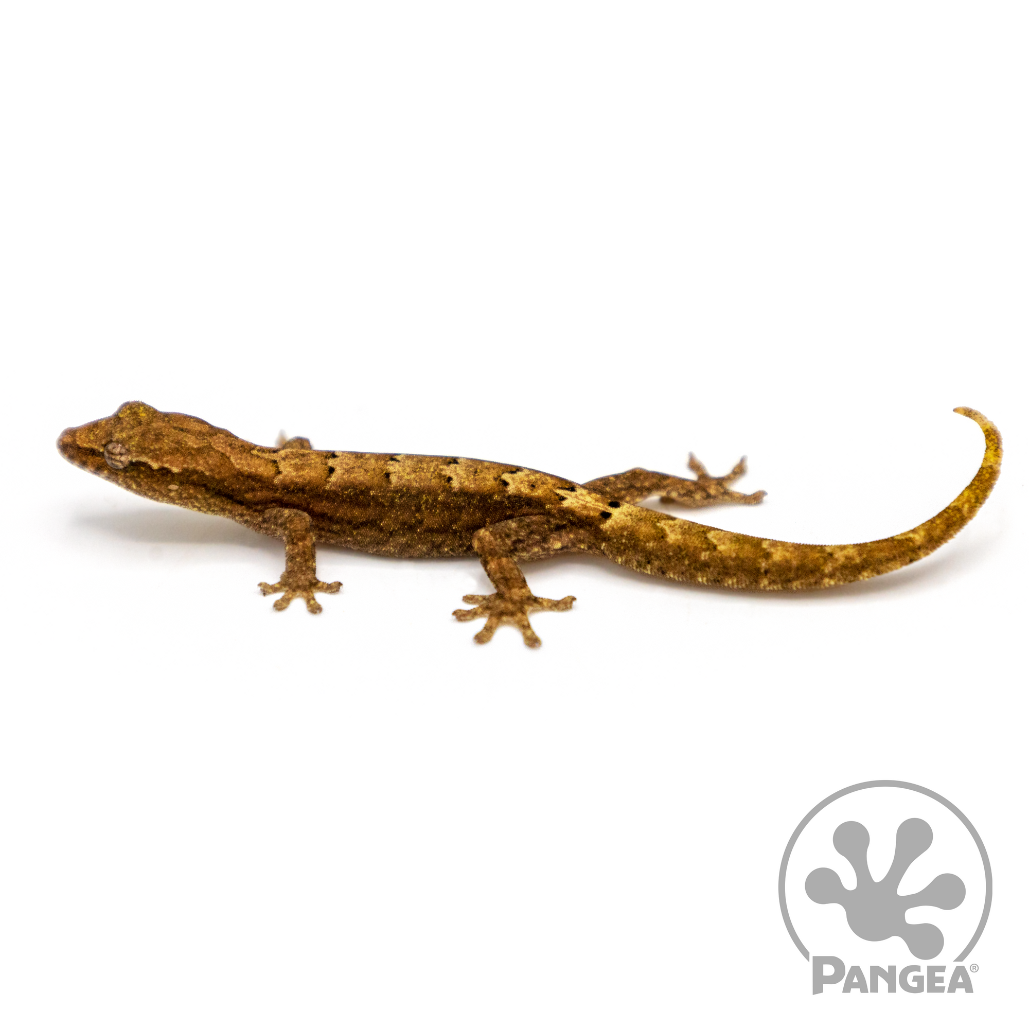 Mourning Gecko 'Type A' Lepidodactylus lugubris looking left