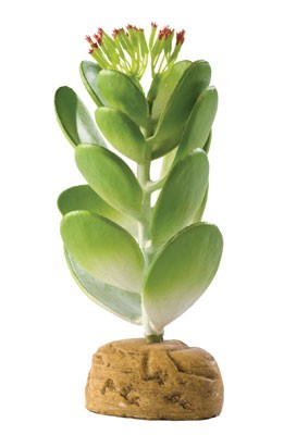 Exo Terra Jade Cactus