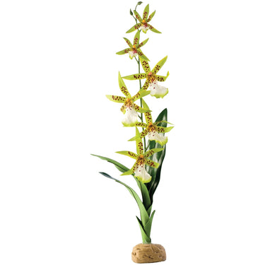 Exo Terra Rainforest Plants