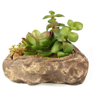 Pangea Succulent Garden #2 - Mexican Rose succulent