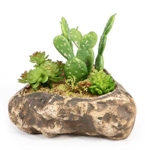Pangea Succulent Garden #4 - prickly pear cactus