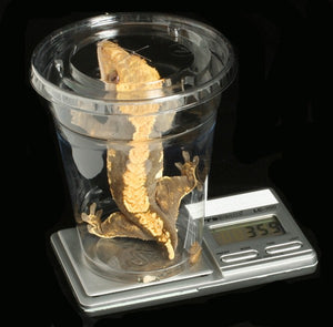 ProScale LC-300 Compact Digital Scale