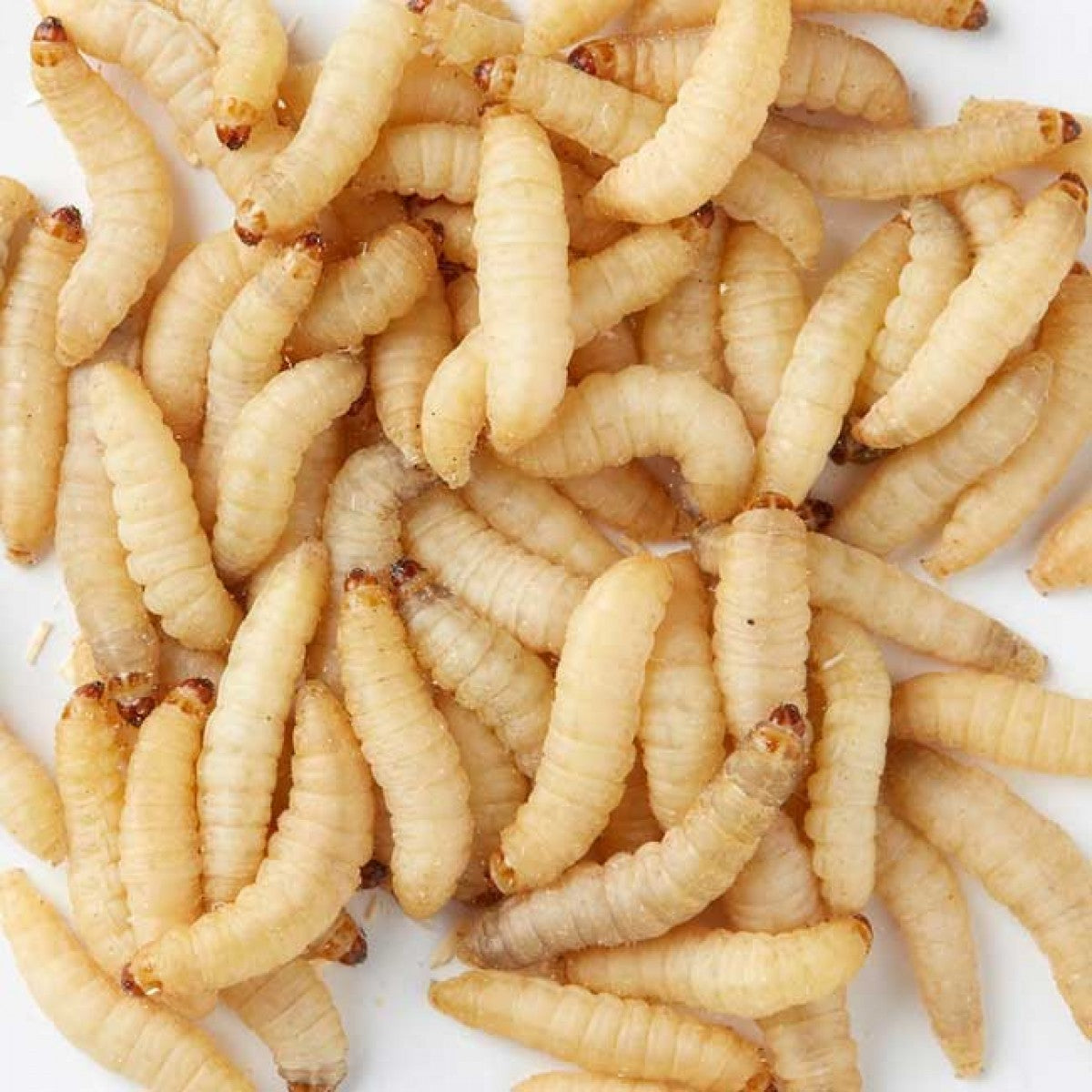 WaxWorms